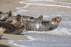 Pacific harbor seals hauled out on a sandy beach.  This group of harbor seals, which has formed a breeding colony at a small but popular beach near San Diego, is at the center of considerable controversy.  While harbor seals are protected from harassment by the Marine Mammal Protection Act and other legislation, local interests would like to see the seals leave so that people can resume using the beach, Phoca vitulina richardsi, La Jolla, California