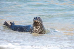 A Pacific harbor seal leaves the surf to haul out on a sandy beach.  This group of harbor seals, which has formed a breeding colony at a small but popular beach near San Diego, is at the center of considerable controversy.  While harbor seals are protected from harassment by the Marine Mammal Protection Act and other legislation, local interests would like to see the seals leave so that people can resume using the beach, Phoca vitulina richardsi, La Jolla, California