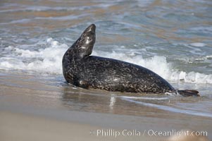 A Pacific harbor seal leaves the surf to haul out on a sandy beach.  This group of harbor seals, which has formed a breeding colony at a small but popular beach near San Diego, is at the center of considerable controversy.  While harbor seals are protected from harassment by the Marine Mammal Protection Act and other legislation, local interests would like to see the seals leave so that people can resume using the beach, Phoca vitulina richardsi, La Jolla, California