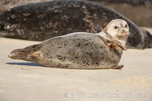 A Pacific harbor seal hauled out on a sandy beach.  This group of harbor seals, which has formed a breeding colony at a small but popular beach near San Diego, is at the center of considerable controversy.  While harbor seals are protected from harassment by the Marine Mammal Protection Act and other legislation, local interests would like to see the seals leave so that people can resume using the beach, Phoca vitulina richardsi, La Jolla, California