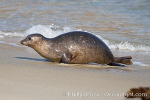 A Pacific harbor seal leaves the surf to haul out on a sandy beach.  This group of harbor seals, which has formed a breeding colony at a small but popular beach near San Diego, is at the center of considerable controversy.  While harbor seals are protected from harassment by the Marine Mammal Protection Act and other legislation, local interests would like to see the seals leave so that people can resume using the beach, Phoca vitulina richardsi, La Jolla, California