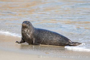 A Pacific harbor seal leaves the surf to haul out on a sandy beach.  This group of harbor seals, which has formed a breeding colony at a small but popular beach near San Diego, is at the center of considerable controversy.  While harbor seals are protected from harassment by the Marine Mammal Protection Act and other legislation, local interests would like to see the seals leave so that people can resume using the beach, Phoca vitulina richardsi, La Jolla, California