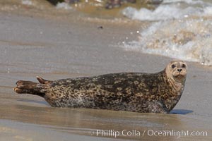 A Pacific harbor seal hauled out on a sandy beach.  This group of harbor seals, which has formed a breeding colony at a small but popular beach near San Diego, is at the center of considerable controversy.  While harbor seals are protected from harassment by the Marine Mammal Protection Act and other legislation, local interests would like to see the seals leave so that people can resume using the beach, Phoca vitulina richardsi, La Jolla, California