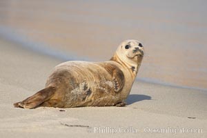 A Pacific harbor seal hauled out on a sandy beach.  This group of harbor seals, which has formed a breeding colony at a small but popular beach near San Diego, is at the center of considerable controversy.  While harbor seals are protected from harassment by the Marine Mammal Protection Act and other legislation, local interests would like to see the seals leave so that people can resume using the beach, Phoca vitulina richardsi, La Jolla, California