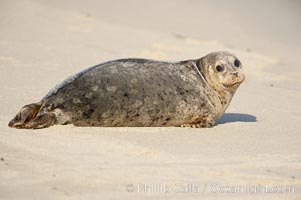 A Pacific harbor seal hauled out on a sandy beach.  This group of harbor seals, which has formed a breeding colony at a small but popular beach near San Diego, is at the center of considerable controversy.  While harbor seals are protected from harassment by the Marine Mammal Protection Act and other legislation, local interests would like to see the seals leave so that people can resume using the beach, Phoca vitulina richardsi, La Jolla, California