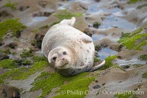 A Pacific harbor seal is hauled out to rest on the rocks.  This group of harbor seals, which has formed a breeding colony at a small but popular beach near San Diego, is at the center of considerable controversy.  While harbor seals are protected from harassment by the Marine Mammal Protection Act and other legislation, local interests would like to see the seals leave so that people can resume using the beach, Phoca vitulina richardsi, La Jolla, California