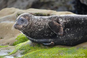 A Pacific harbor seal is hauled out to rest on the rocks.  This group of harbor seals, which has formed a breeding colony at a small but popular beach near San Diego, is at the center of considerable controversy.  While harbor seals are protected from harassment by the Marine Mammal Protection Act and other legislation, local interests would like to see the seals leave so that people can resume using the beach, Phoca vitulina richardsi, La Jolla, California