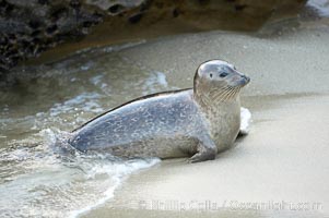 A Pacific harbor seal leaves the surf to haul out on a sandy beach.  This group of harbor seals, which has formed a breeding colony at a small but popular beach near San Diego, is at the center of considerable controversy.  While harbor seals are protected from harassment by the Marine Mammal Protection Act and other legislation, local interests would like to see the seals leave so that people can resume using the beach, Phoca vitulina richardsi, La Jolla, California