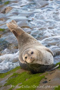 A Pacific harbor seal is hauled out to rest on the rocks.  This group of harbor seals, which has formed a breeding colony at a small but popular beach near San Diego, is at the center of considerable controversy.  While harbor seals are protected from harassment by the Marine Mammal Protection Act and other legislation, local interests would like to see the seals leave so that people can resume using the beach, Phoca vitulina richardsi, La Jolla, California