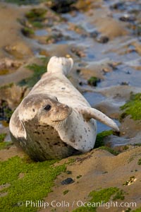 A Pacific harbor seal is hauled out to rest on the rocks.  This group of harbor seals, which has formed a breeding colony at a small but popular beach near San Diego, is at the center of considerable controversy.  While harbor seals are protected from harassment by the Marine Mammal Protection Act and other legislation, local interests would like to see the seals leave so that people can resume using the beach, Phoca vitulina richardsi, La Jolla, California