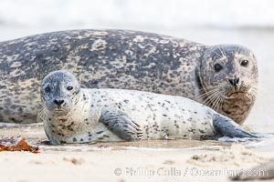 Pacific harbor seal, mother and pup, Phoca vitulina richardsi, La Jolla, California
