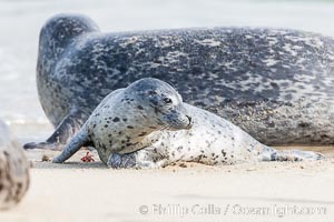 Pacific harbor seal, mother and pup, Phoca vitulina richardsi, La Jolla, California