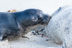 Pacific harbor seal, pup nursing, Phoca vitulina richardsi, La Jolla, California
