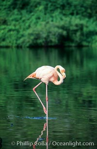 Greater flamingo, Phoenicopterus ruber, Floreana Island