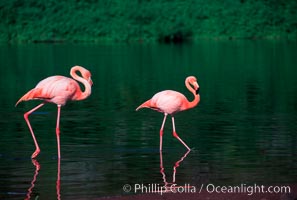Greater flamingo. Floreana Island, Galapagos Islands, Ecuador, Phoenicopterus ruber, natural history stock photograph, photo id 02280