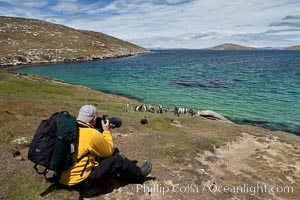 Photographer Al Bruton, photographing Magellanic penguins on grasslands above the ocean, Spheniscus magellanicus, New Island