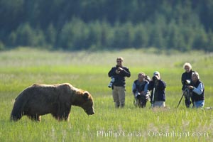 Photographers and brown bear.