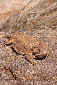 Horned lizard.  When threatened, the horned lizard can squirt blood from its eye at an attacker up to 5 feet away, Phrynosoma, Amado, Arizona