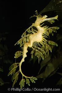 Leafy Seadragon, Phycodurus eques