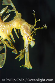 Leafy Seadragon., Phycodurus eques, natural history stock photograph, photo id 07817