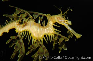 Leafy Seadragon, Phycodurus eques