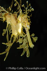 Leafy Seadragon, Phycodurus eques