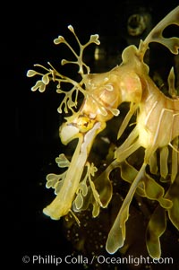 Leafy Seadragon, Phycodurus eques