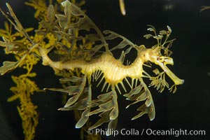 Leafy Seadragon, Phycodurus eques