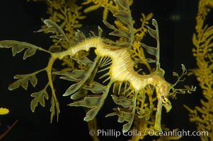 Leafy Seadragon., Phycodurus eques, natural history stock photograph, photo id 14557