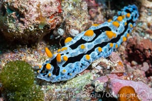 Phyllidia coelestis nudibranch, Fiji