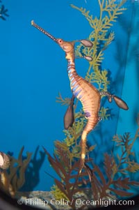 Weedy seadragon, Phyllopteryx taeniolatus