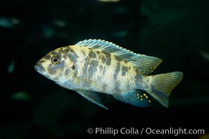 Piebald zebra mbuna, Pseudotropheus zebra