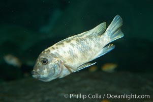 Piebald zebra mbuna, Pseudotropheus zebra