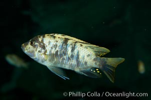 Piebald zebra mbuna, Pseudotropheus zebra