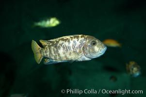 Piebald zebra mbuna, Pseudotropheus zebra