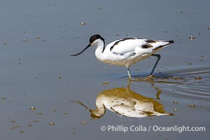 Pied Avocet, Recurvirostra avosetta, Amboseli National Park, Recurvirostra avosetta