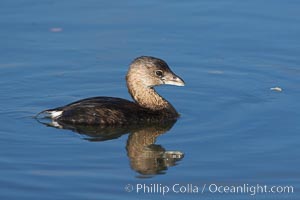 Pied-billed grebe, Podilymbus podiceps, Upper Newport Bay Ecological Reserve, Newport Beach, California