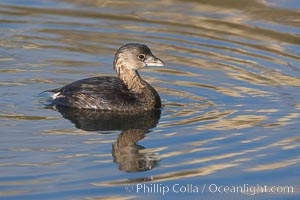 Pied-billed grebe, Podilymbus podiceps, Upper Newport Bay Ecological Reserve, Newport Beach, California