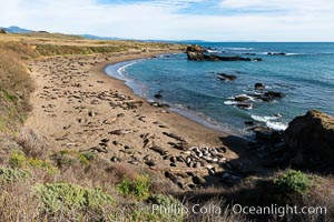 Elephant seals crowd a sand beach at the Piedras Blancas rookery near San Simeon