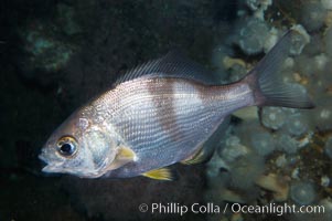 Pile surfperch., Rhacochilus vacca, natural history stock photograph, photo id 09035