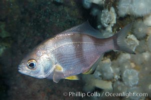 Pile surfperch, Rhacochilus vacca