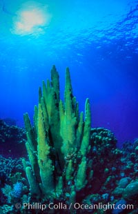 Pillar coral, Dendrogyra cylindrus, Roatan