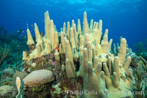 Pillar coral Dendrogyra cylindrus, Grand Cayman Island
