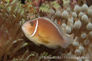 Pink anemonefish, Amphiprion perideraion