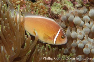 Pink anemonefish, Amphiprion perideraion