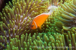 Pink Anemonefish (Amphiprion perideraion), Amphiprion perideraion, Wakaya Island, Lomaiviti Archipelago, Fiji