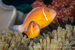 Pink Skunk Anemone Fish, Amphiprion perideraion, Fiji