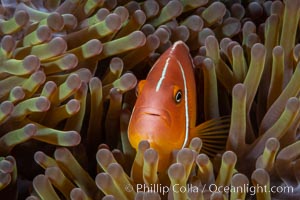 Pink Skunk Anemone Fish, Amphiprion perideraion, Fiji., Amphiprion perideraion, natural history stock photograph, photo id 34774