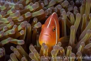 Pink Skunk Anemone Fish, Amphiprion perideraion, Fiji