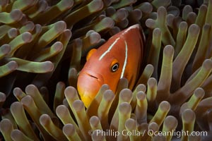 Pink Skunk Anemone Fish, Amphiprion perideraion, Fiji, Amphiprion perideraion